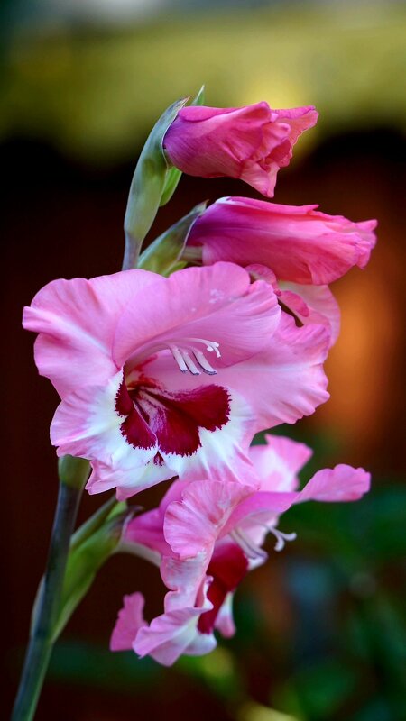 Гладиолус - александр 