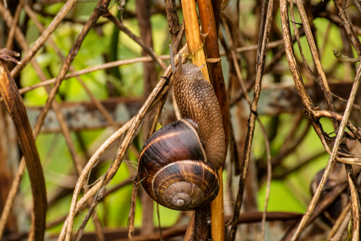 Виноградная улитка - Игорь Сикорский