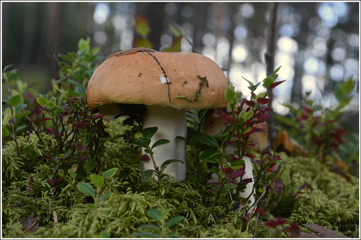 Сыроежка - Aleksandr Gal