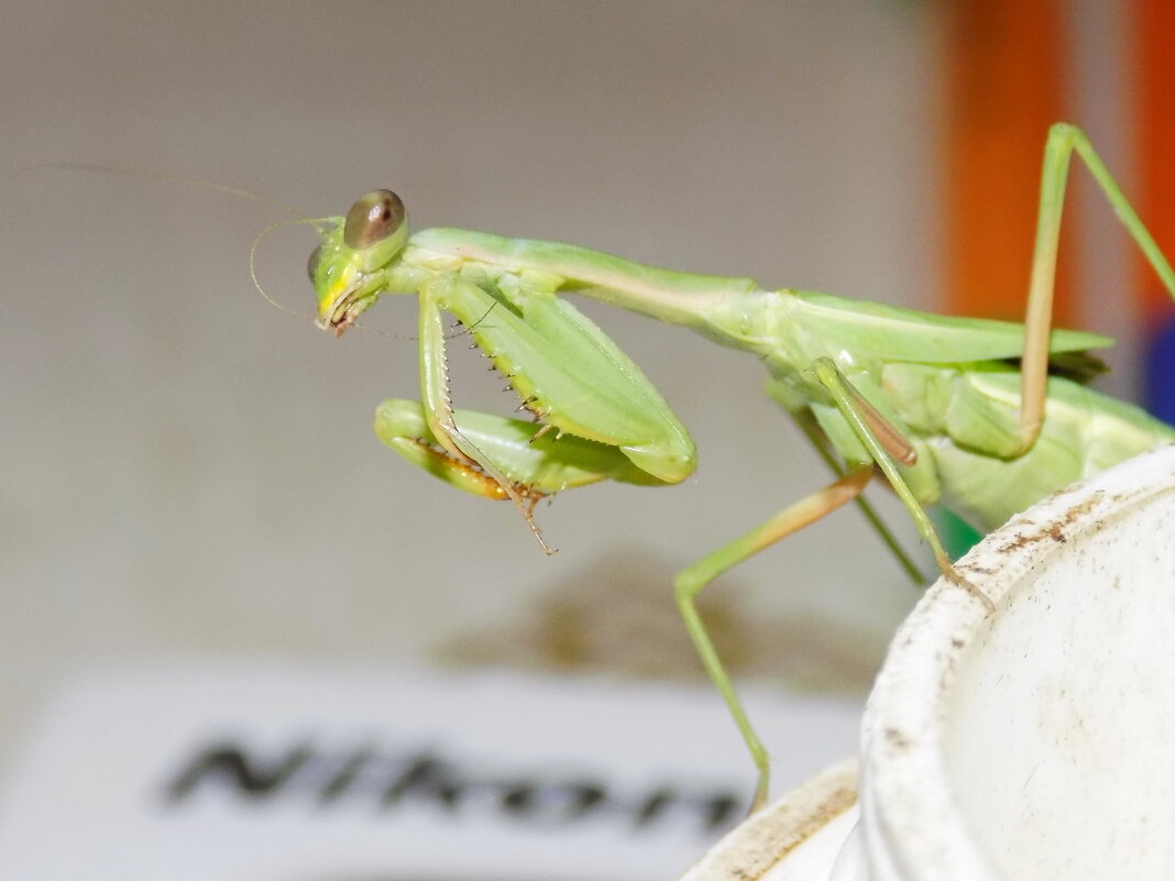 Изучаем инструкцию к Nikon...) - Константин Штарк