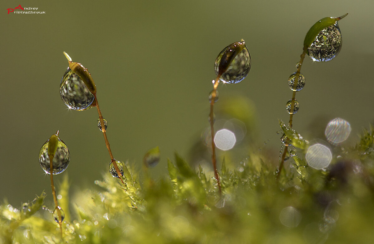 Капельки - Андрей Пристяжнюк