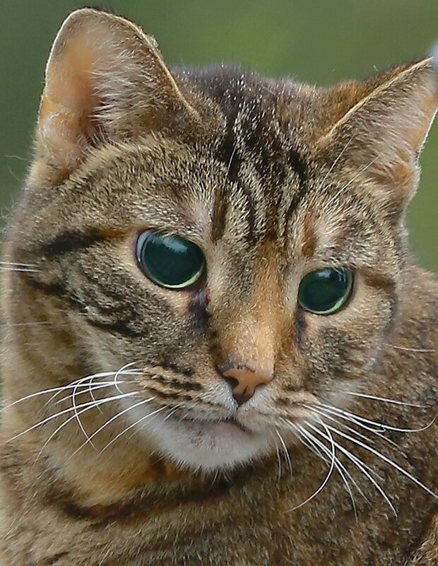 муся - Andrey Bragin 