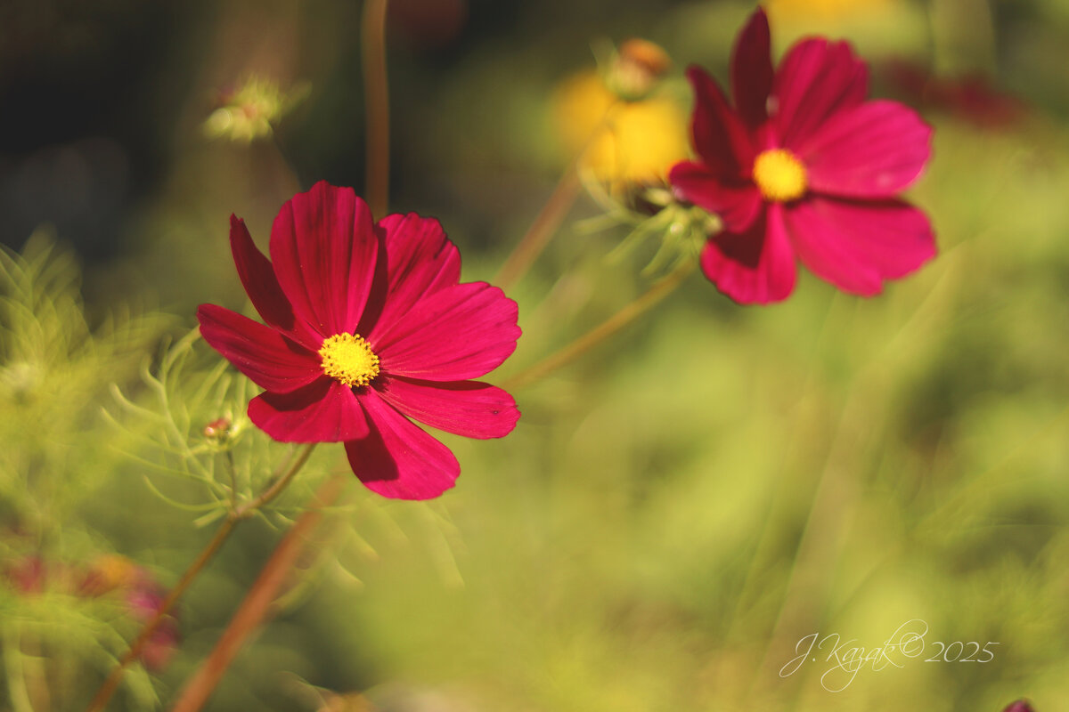 *** - Елена Kазак (selena1965)