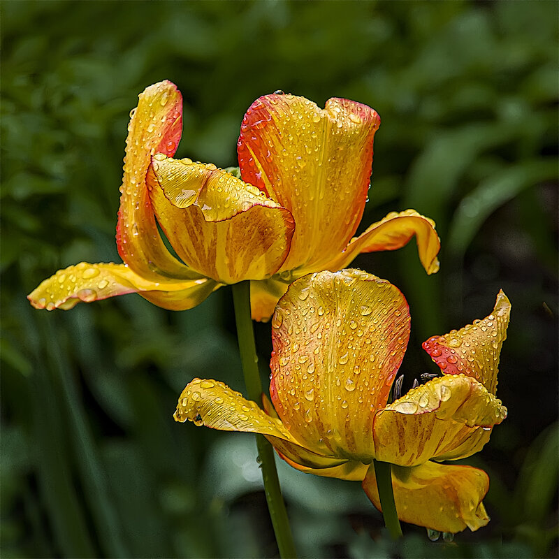 *** - Александр 