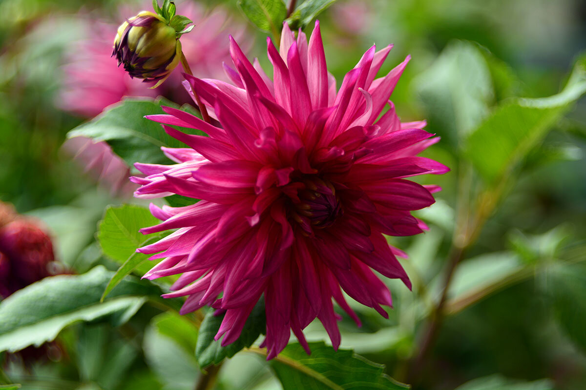 Георгин - Геннадий Супрун Георгин - Геннадий Супрун