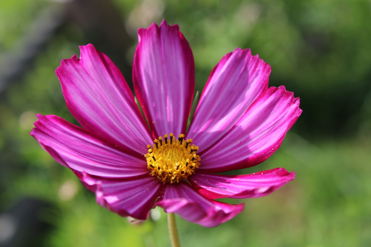 космея - Ирина Лесиканич