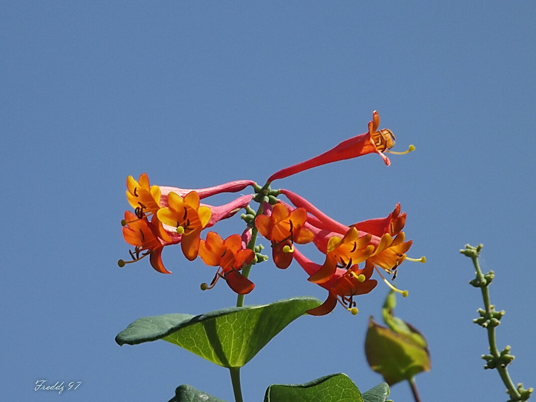 Каприфоль - Freddy 97