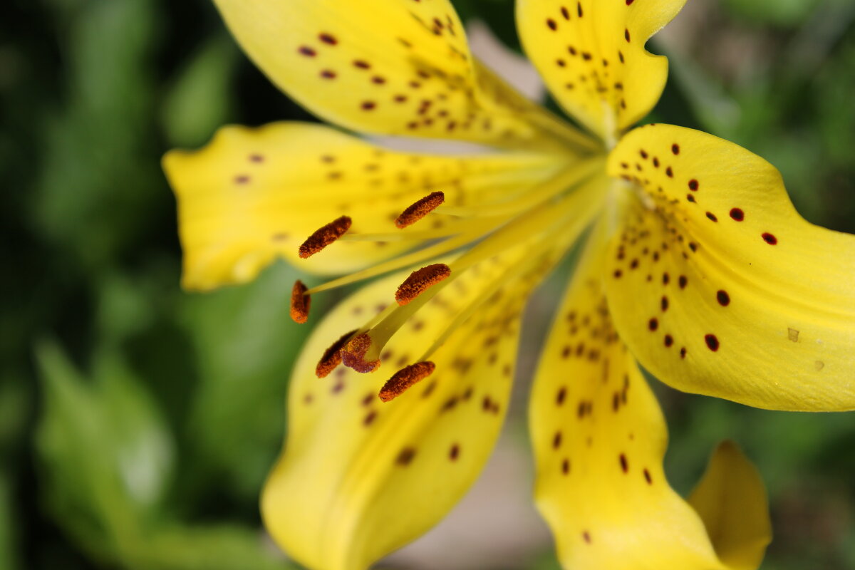 Желтая Лилия - Ирина Лесиканич