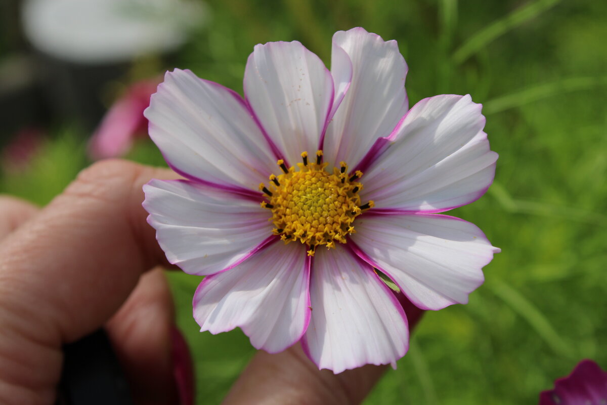 космея - Ирина Лесиканич