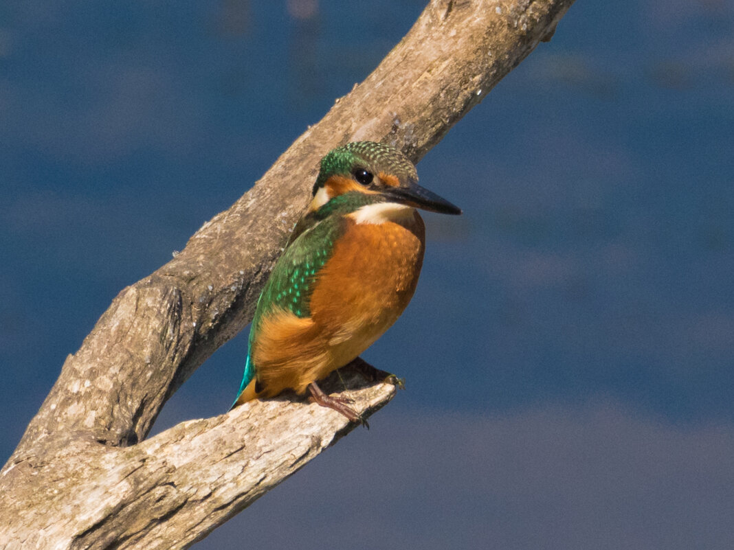 Зимородок над речкой. - Lada Kozlova
