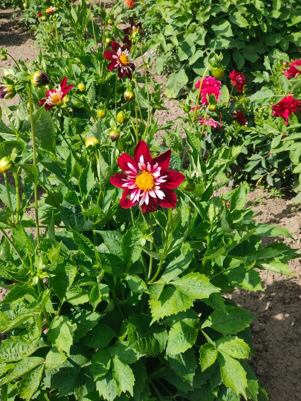 В Ботаническом саду - Ирэн 