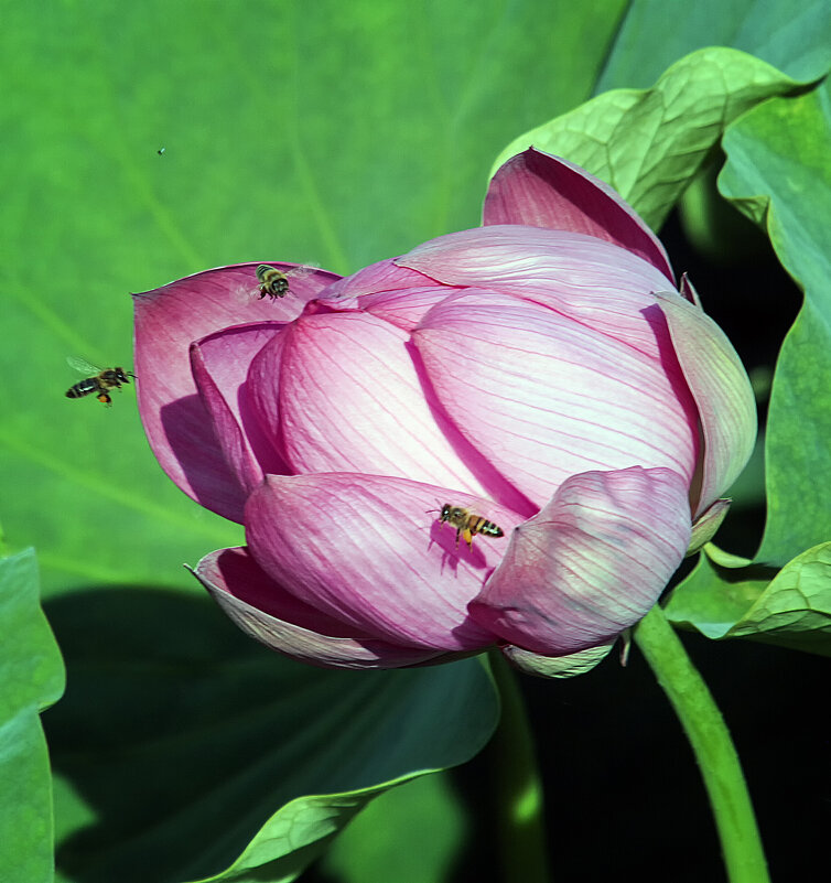 **** - Андроник Александр 