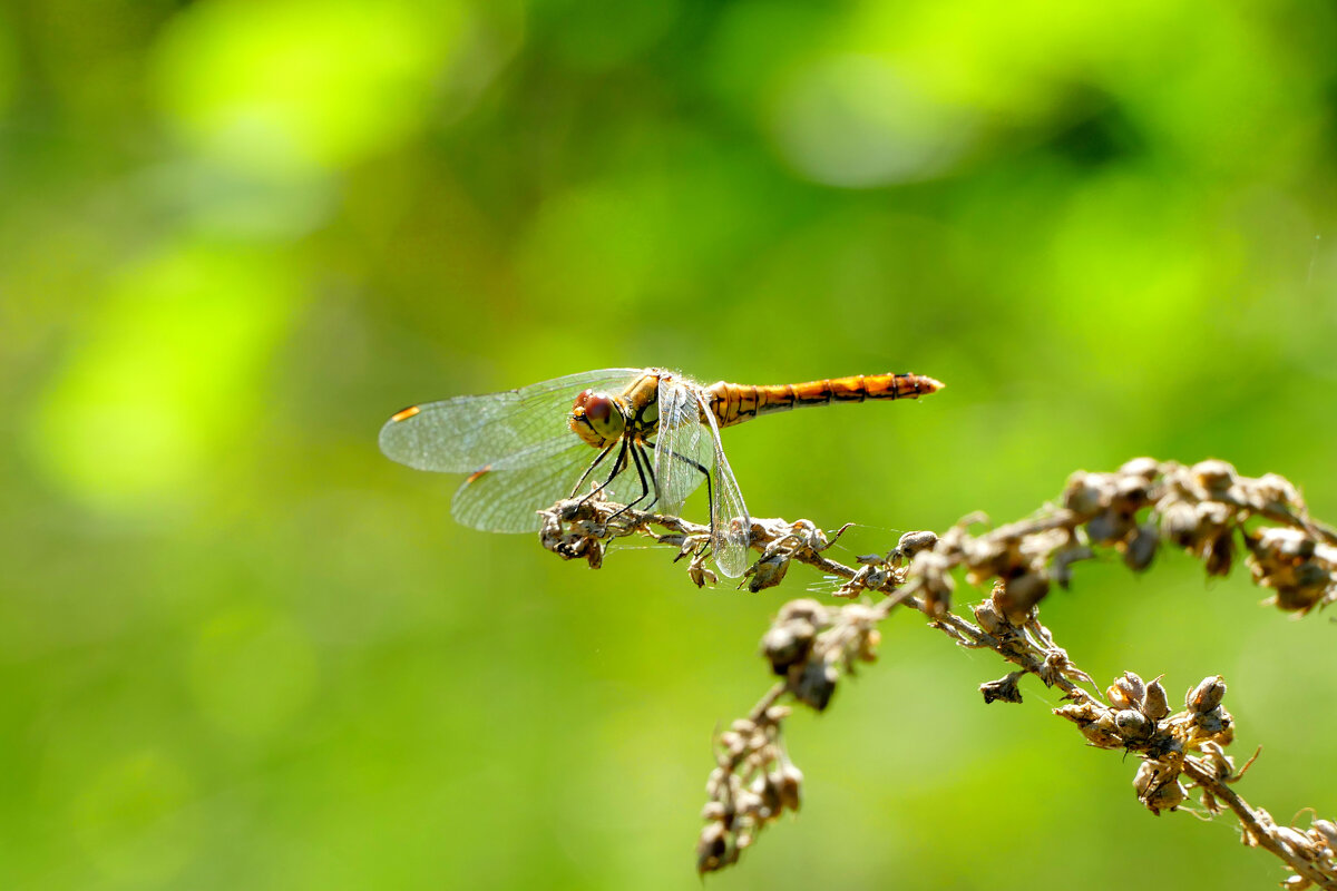 из снятого вчера 1 - Александр Прокудин