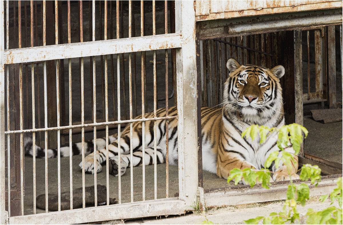 Тигр - Александр Ширяев