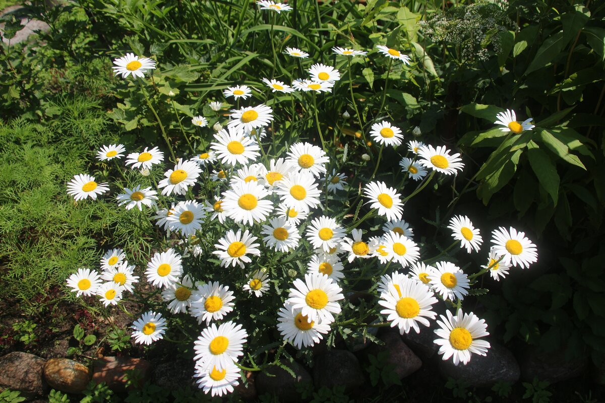 Воспоминания о лете. Июль - Наталья Герасимова