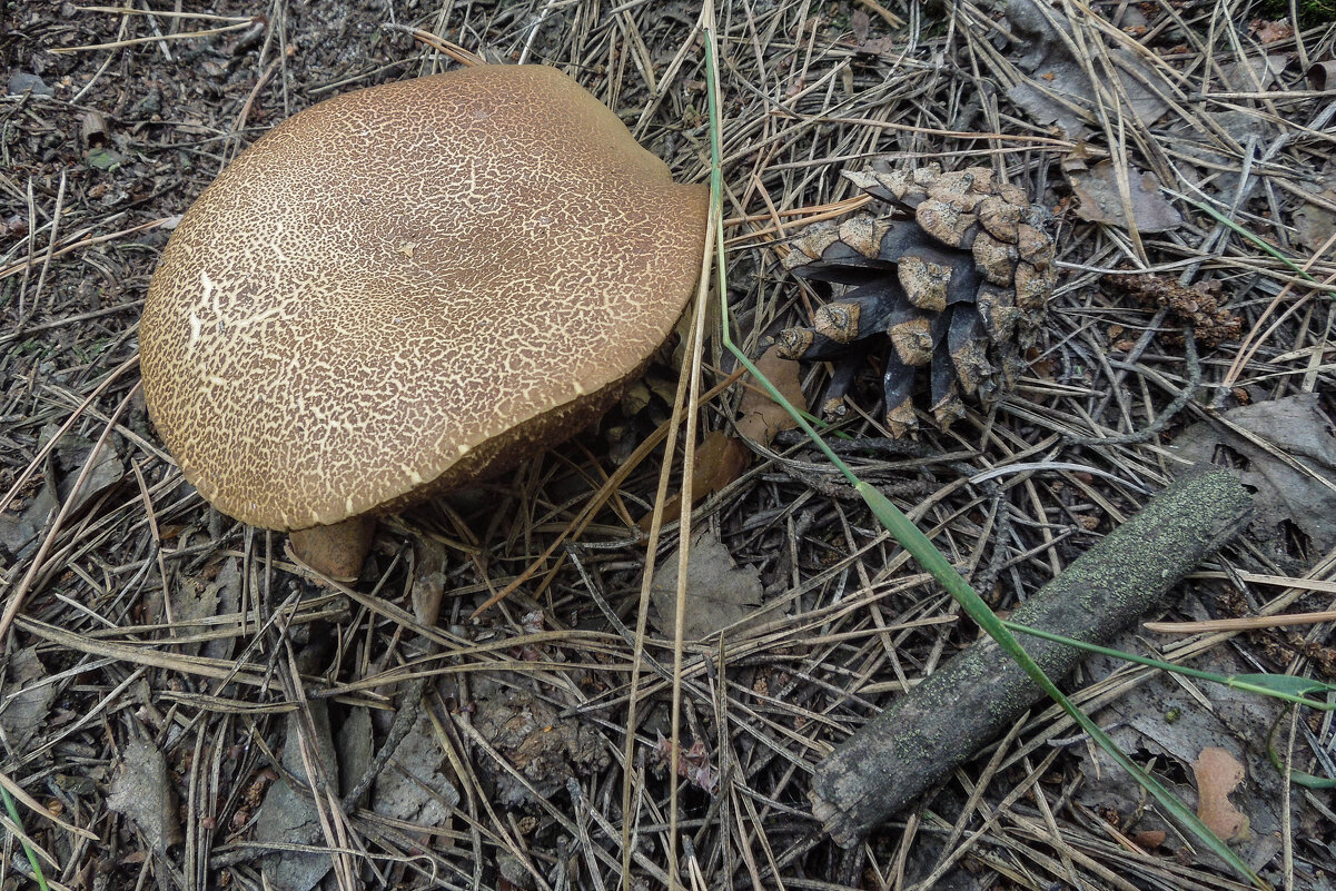 Гриб моховик - Татьяна Машошина Гриб моховик - Татьяна Машошина