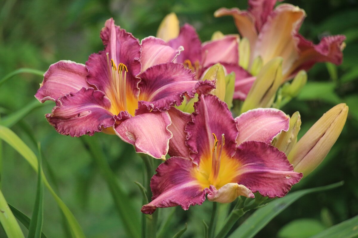 Воспоминание о лете - Наталья Герасимова Воспоминание о лете - Наталья Герасимова