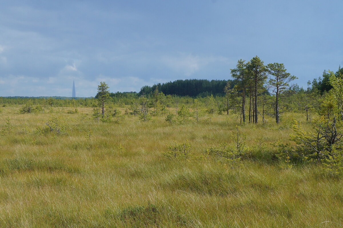 Эко-тропа "Сестрорецкое болото" - zavitok *