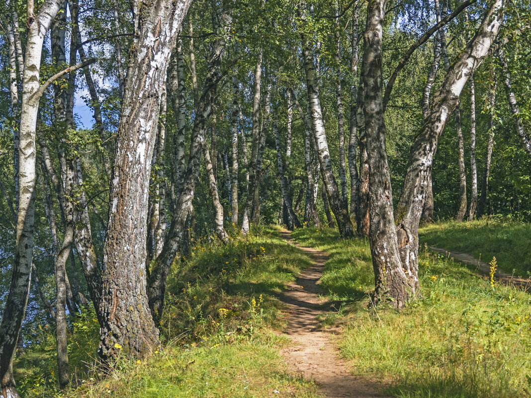 Тропинка - Сергей Фомичев Тропинка - Сергей Фомичев