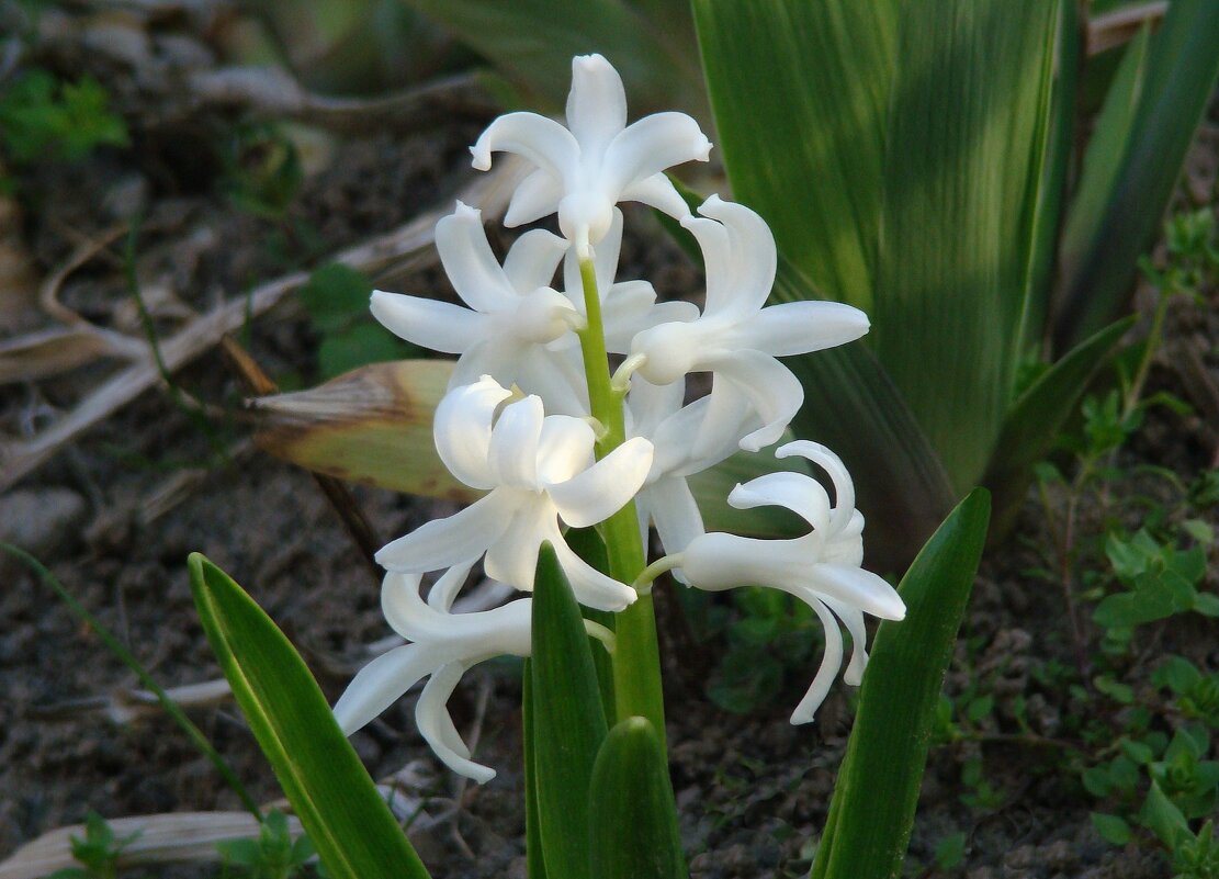 "Будет апрель!" Ю.Левитанский - Syntaxist (Светлана)