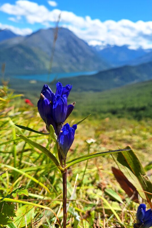 Алтай - Андрей Л. В.