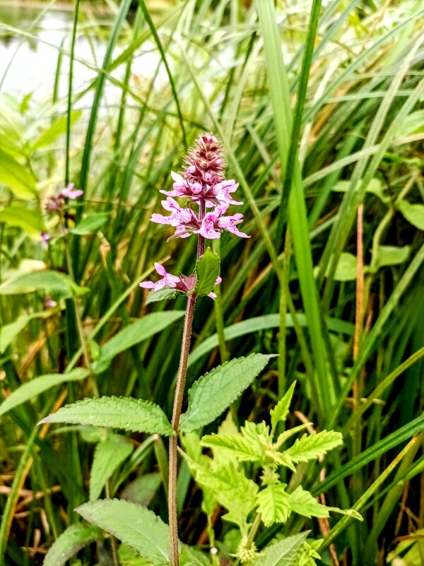 Чтстец - Veera V