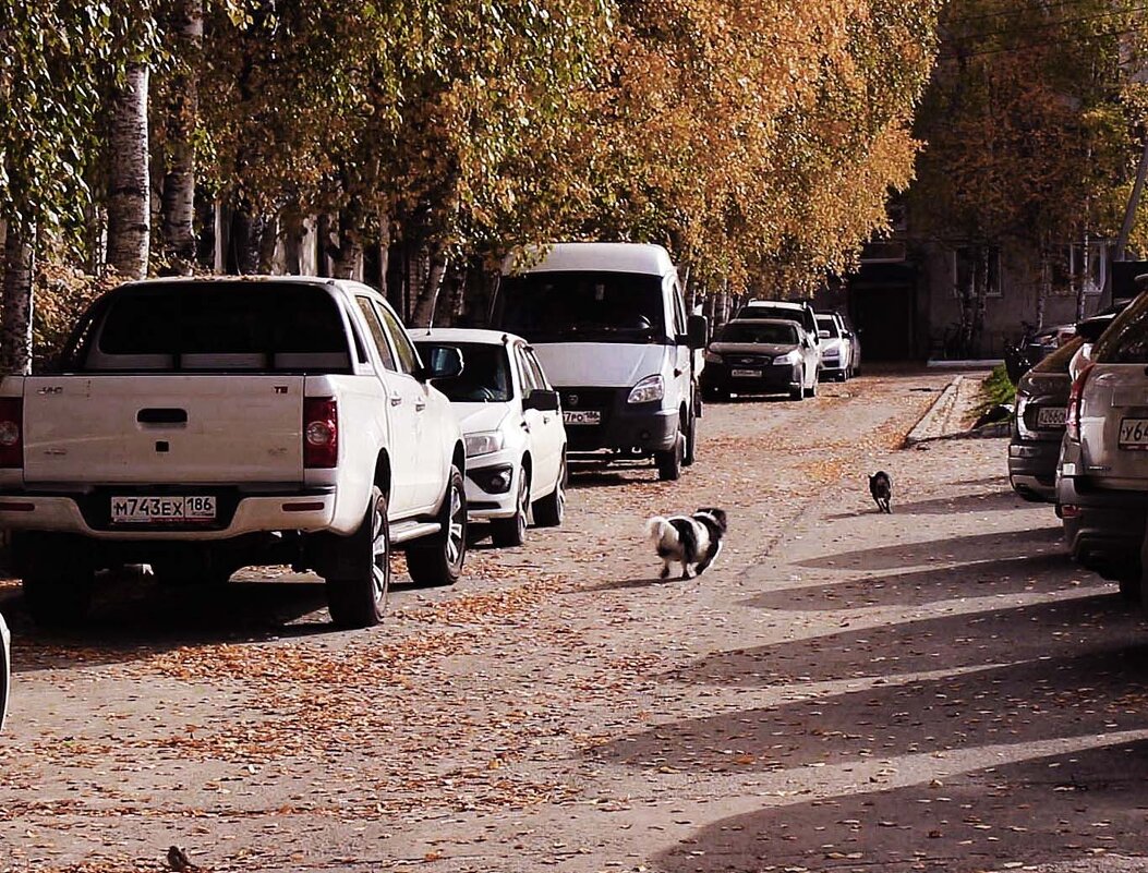 Сентябрь...Четвероногие пешеходы! - Владимир 