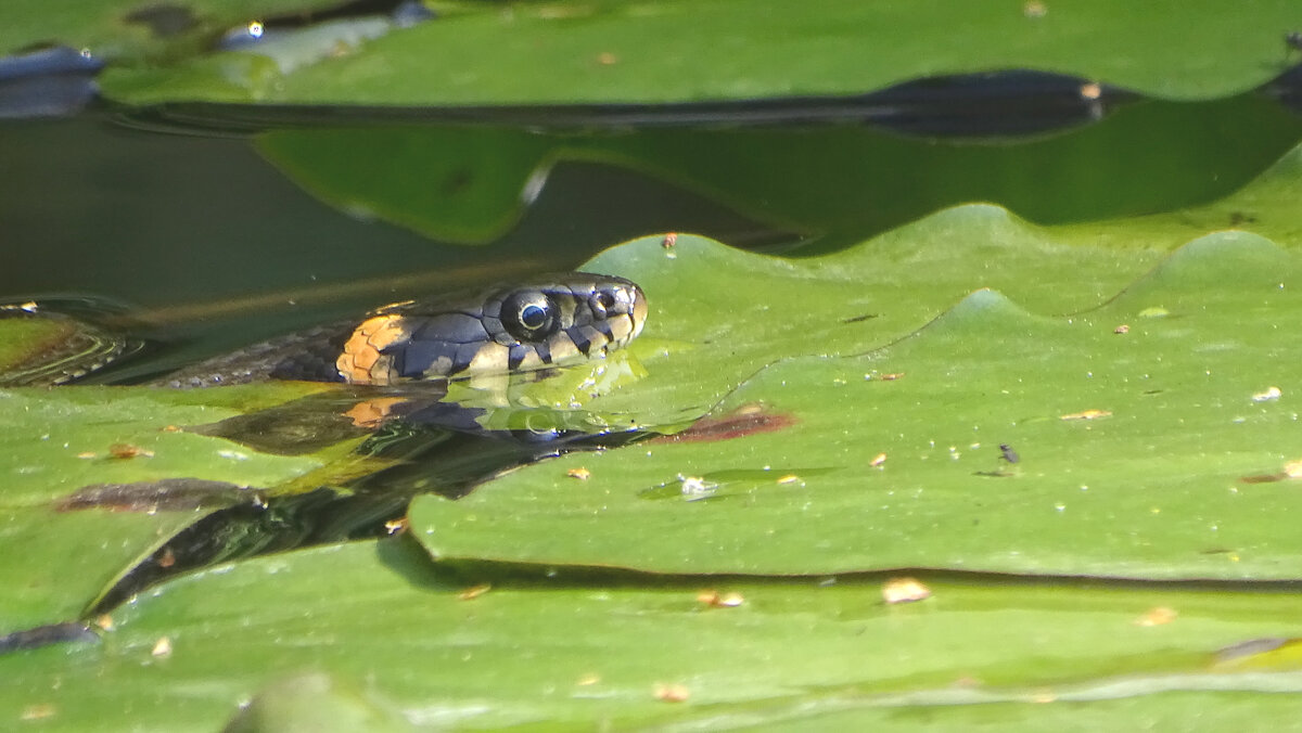 *** - Елена Kазак (selena1965)