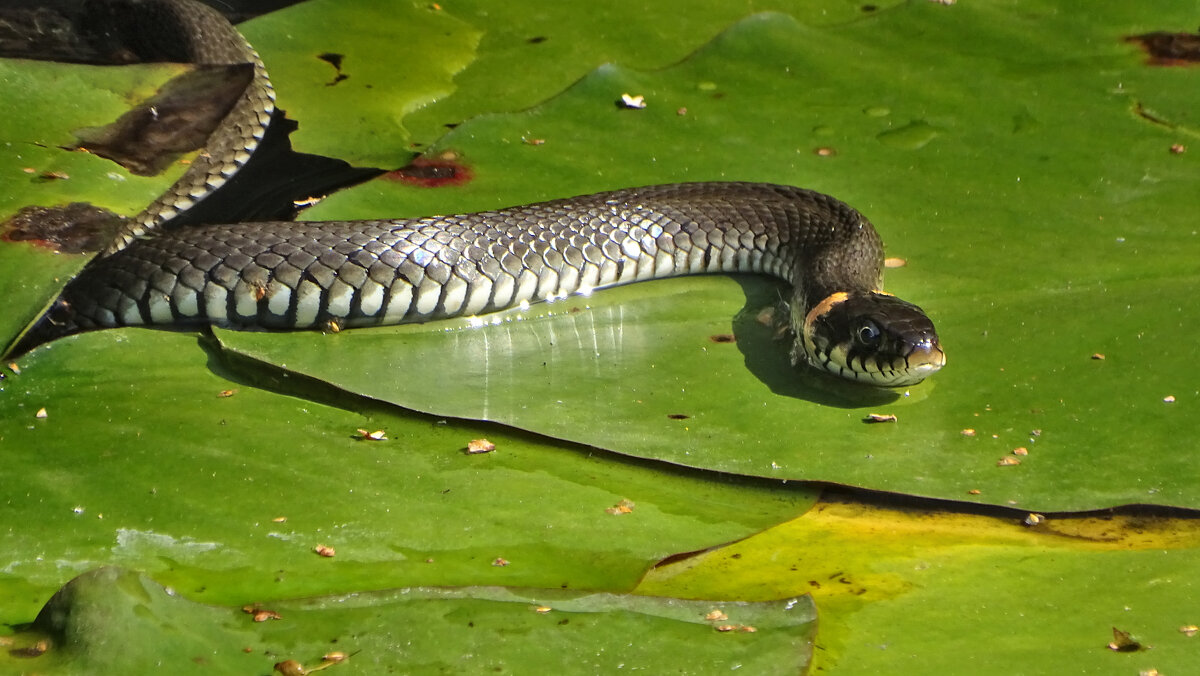 *** - Елена Kазак (selena1965) *** - Елена Kазак (selena1965)