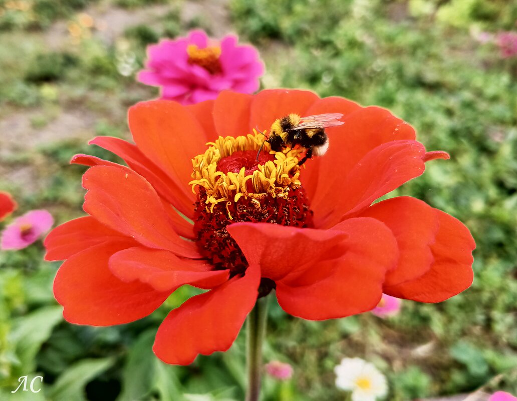 Последние аккорды лета - Любовь Сахарова