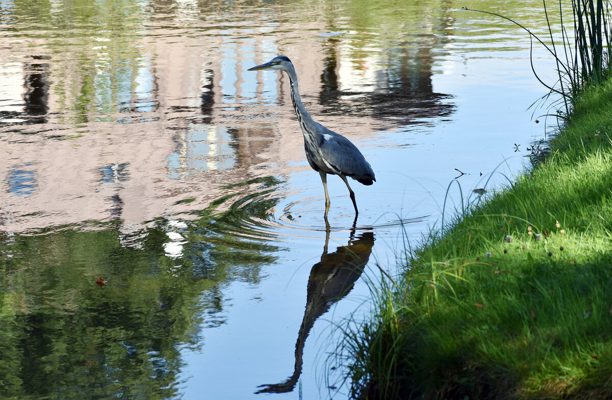 Серая цапля - Nina Streapan