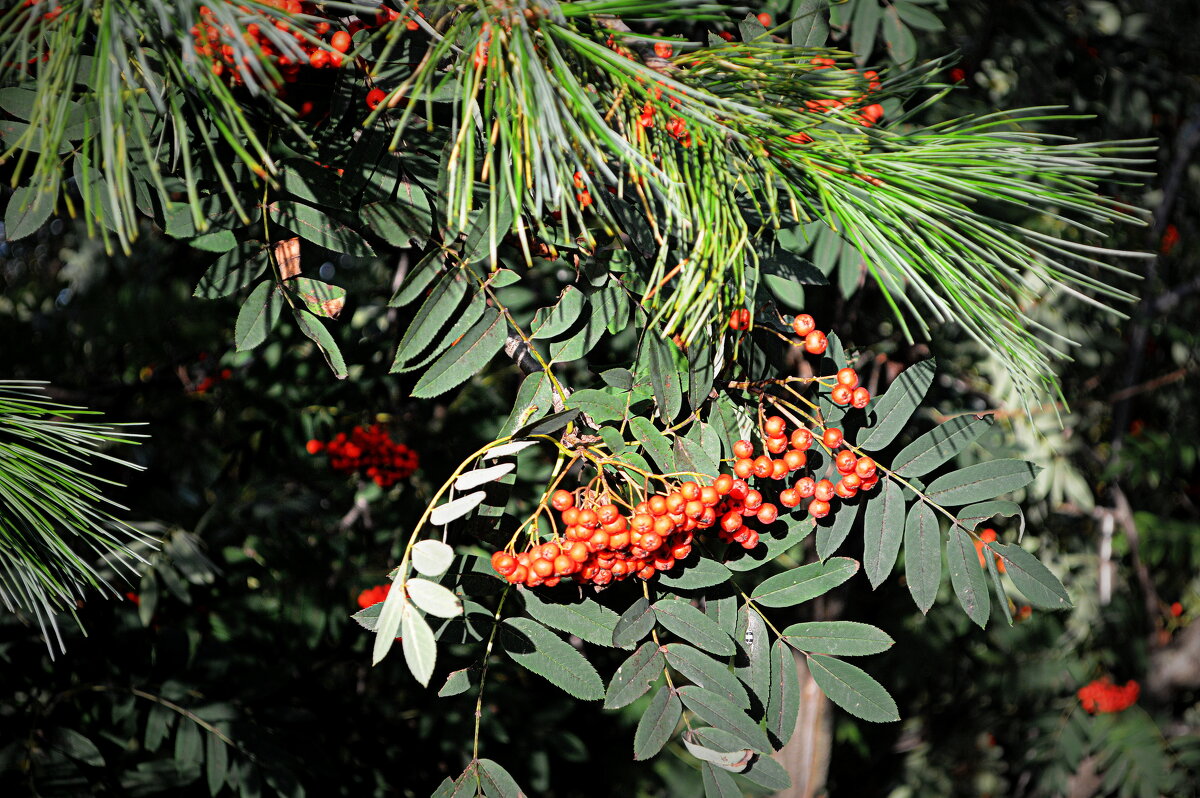 С грустью прощаемся с летом - Татьяна Лютаева