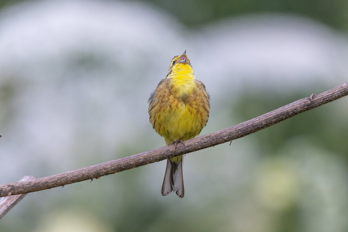 овсянка - юрий макаров