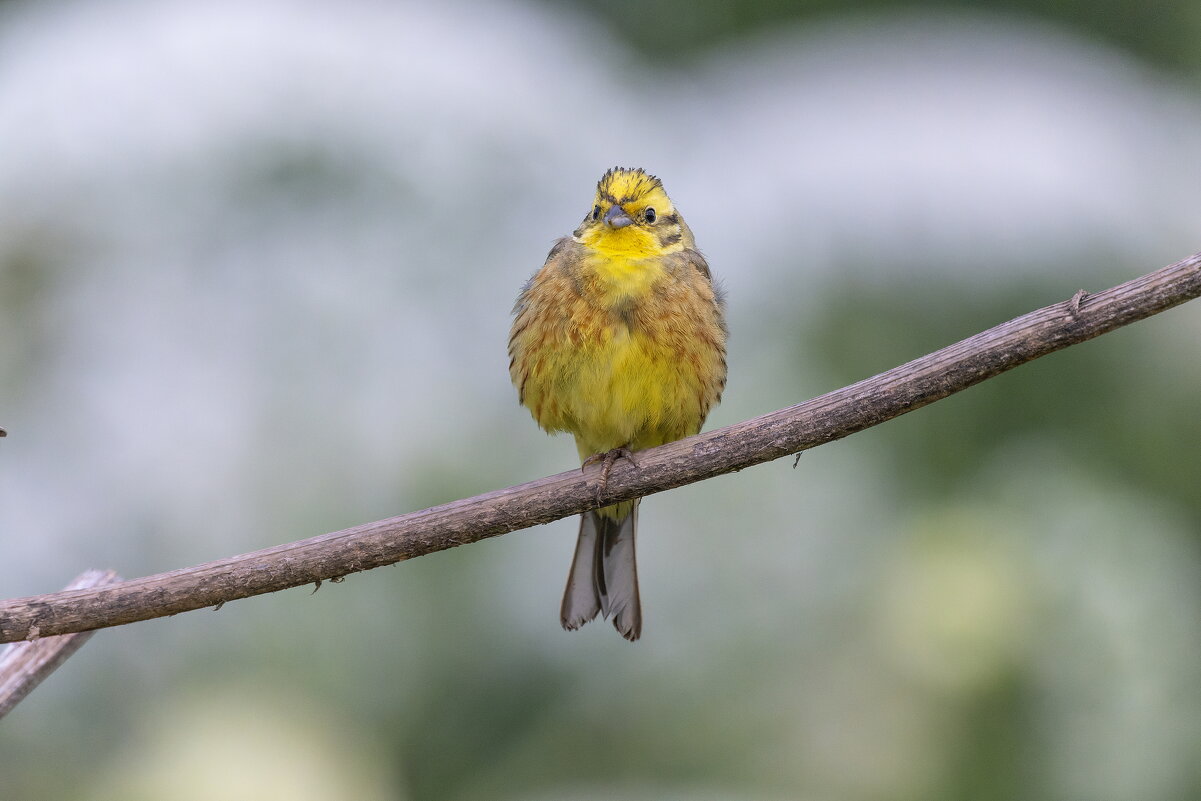 овсянка - юрий макаров