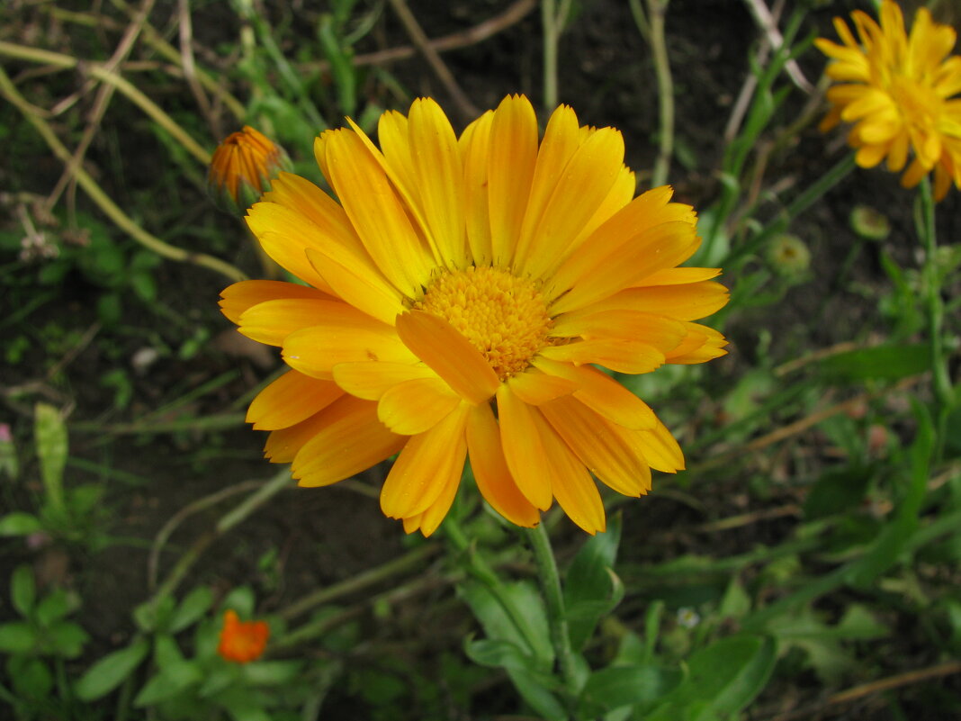 Солнечная красавица - Людмила Смородинская