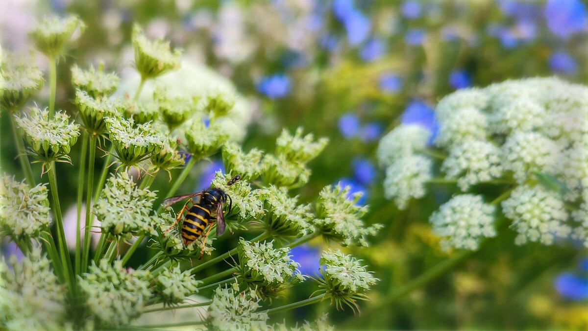 Встреча - AZ east3