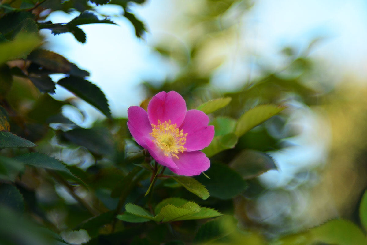 Шиповник - Геннадий Супрун