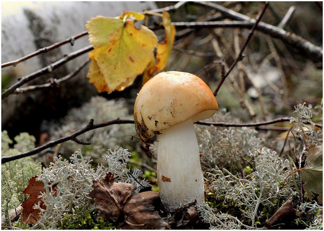 Сыроежка .. - Aleksandr Gal