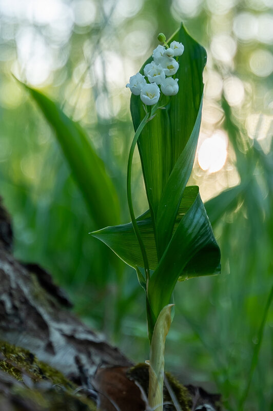 ландыш танцор - Виталий Емельянов