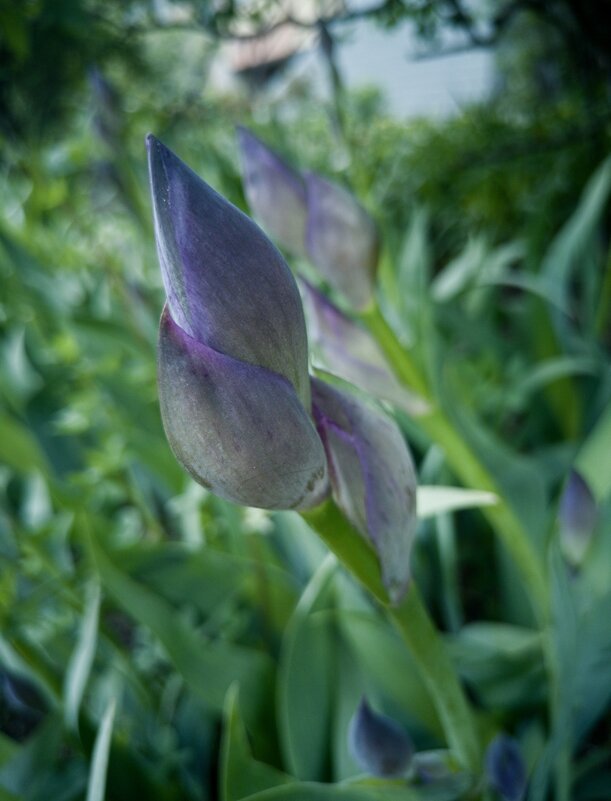 Ирисы - Любимова Ольга 