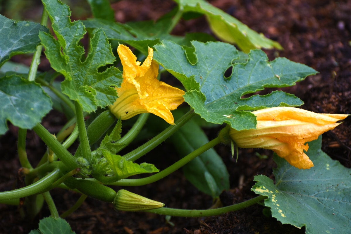 Лето в Ботаническом... Июль. - Наташа ***** Лето в Ботаническом... Июль. - Наташа *****