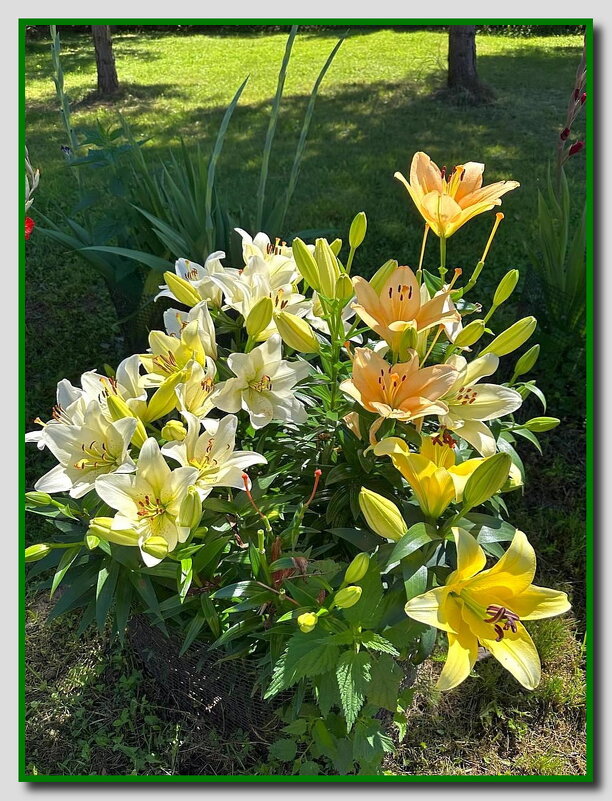 Принцессы солнечного лета! - Ольга Довженко