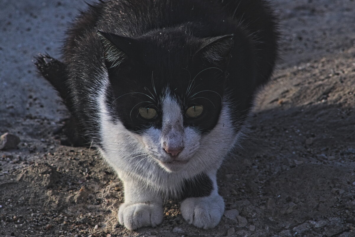 C'est la vie - Giant Tao / C'est la vie - Giant Tao /