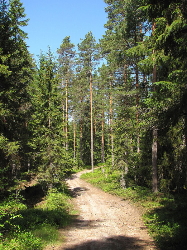Лесная дорога - Александр Ильчевский 