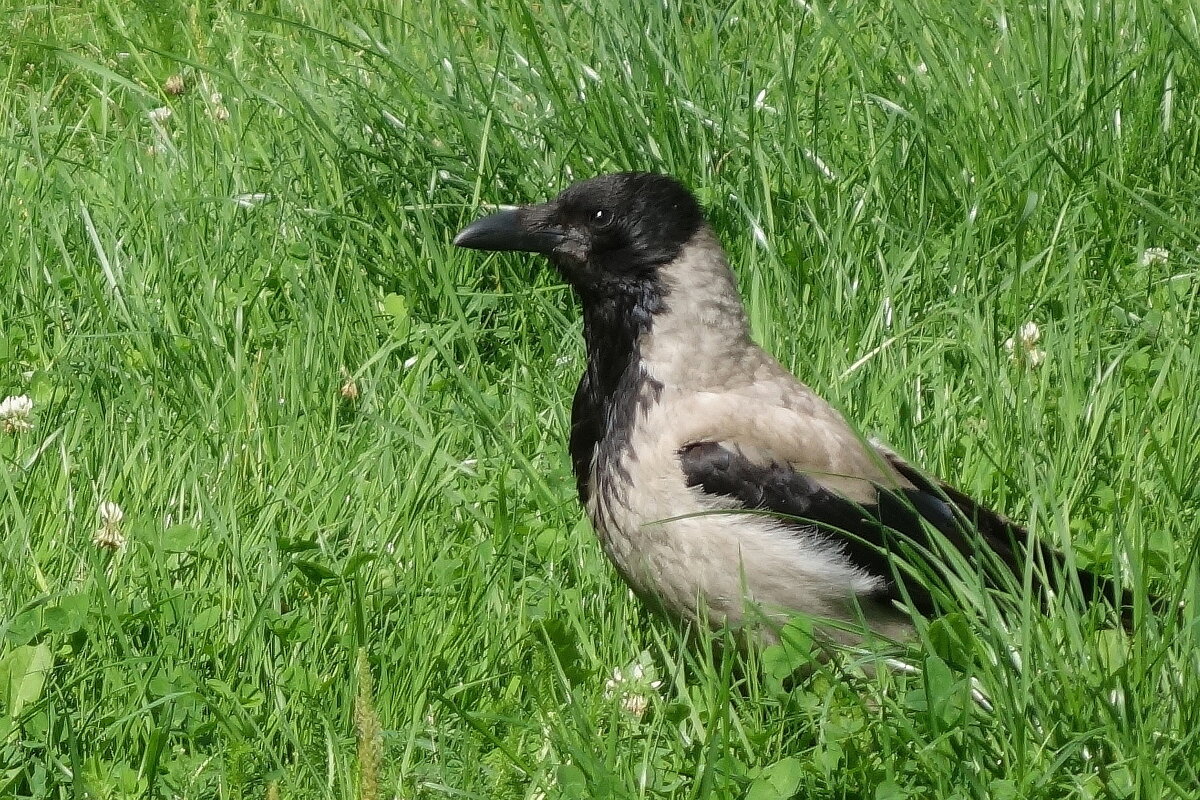 Серая ворона - Рита Симонова