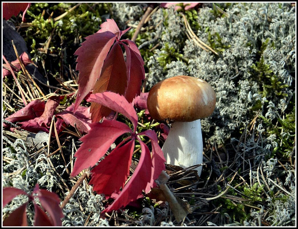 Сыроежка... - Aleksandr Gal