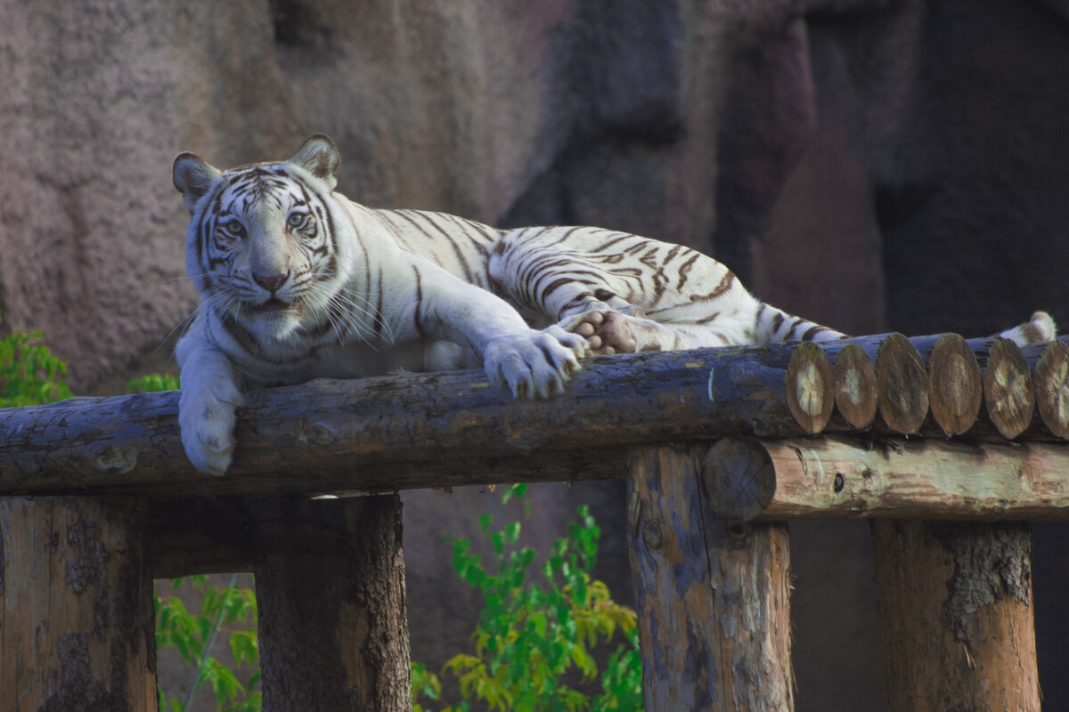 Бенгальский Тигр - Владимир Максимов