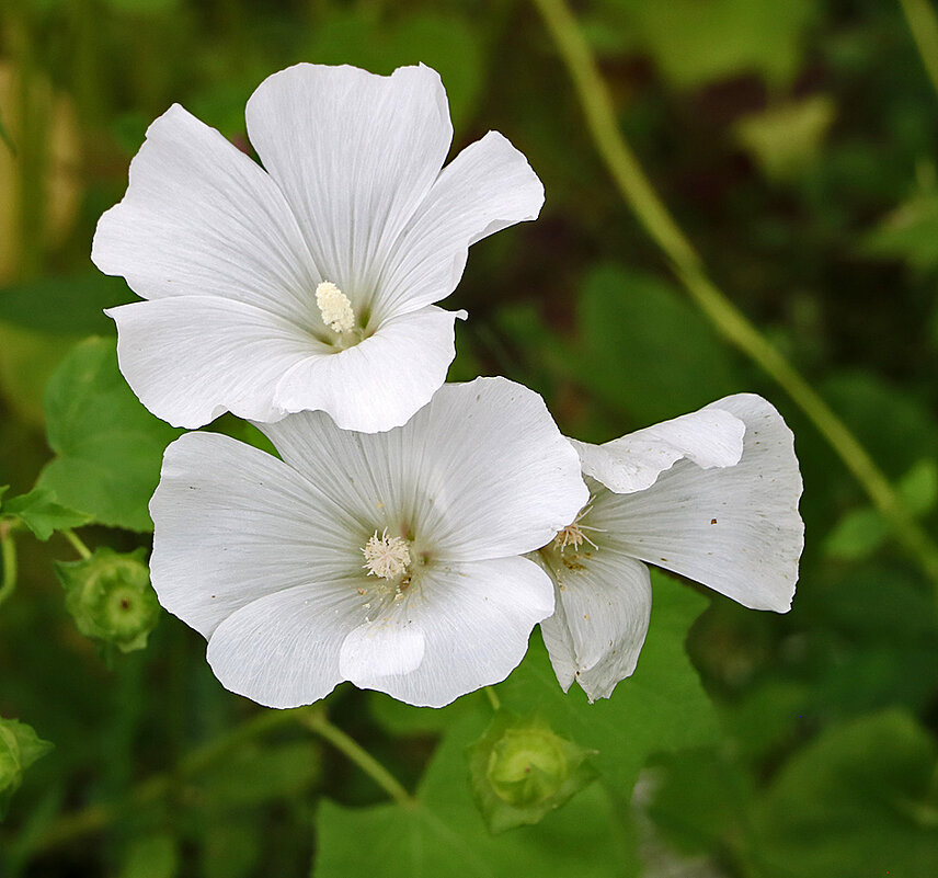 Мальва лаватера - Светлана Мальва лаватера - Светлана