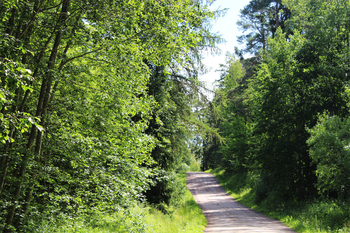 Валаамский лес - Любовь ***