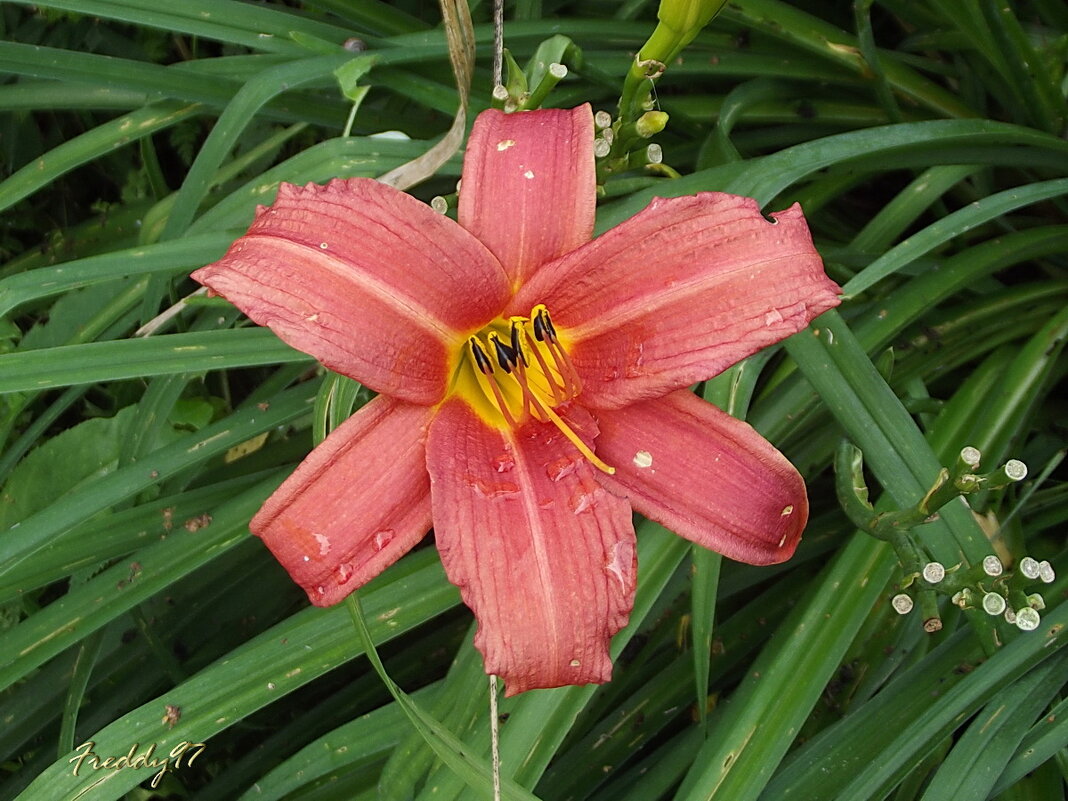 Лилейник - Freddy 97